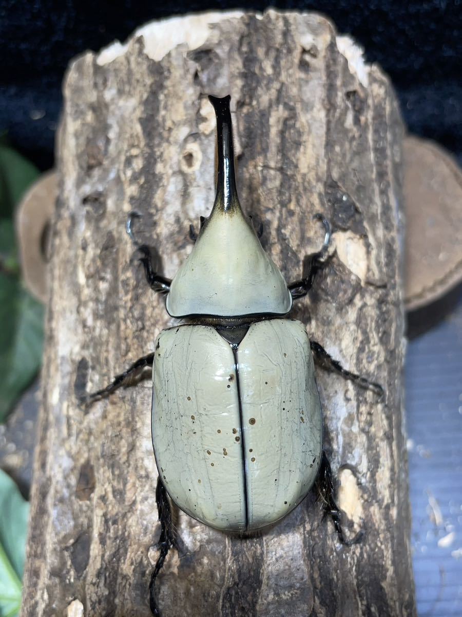 [BFとと]N23 グラントシロカブト 成虫ペア　♂77mm♀50mm 大型ホワイト系　★♂♀美体★_画像4