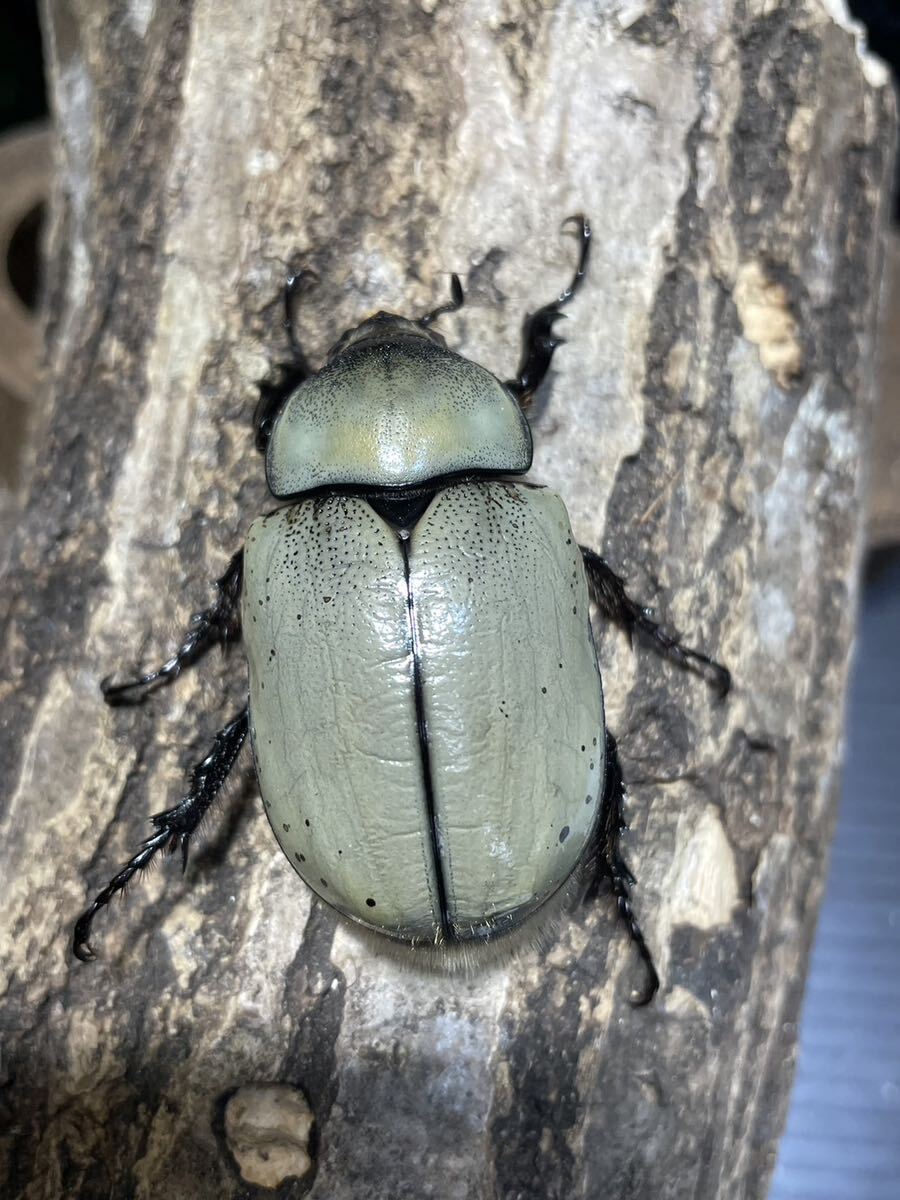 [BFとと]N30 グラントシロカブト 成虫ペア　♂65mm♀50mm_画像8