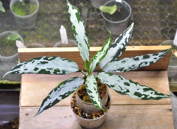 アグラオネマ ピクタム ”氷肌玉骨”【LA0816-03j】LA便 ネームド株 Aglaonema pictum_画像1