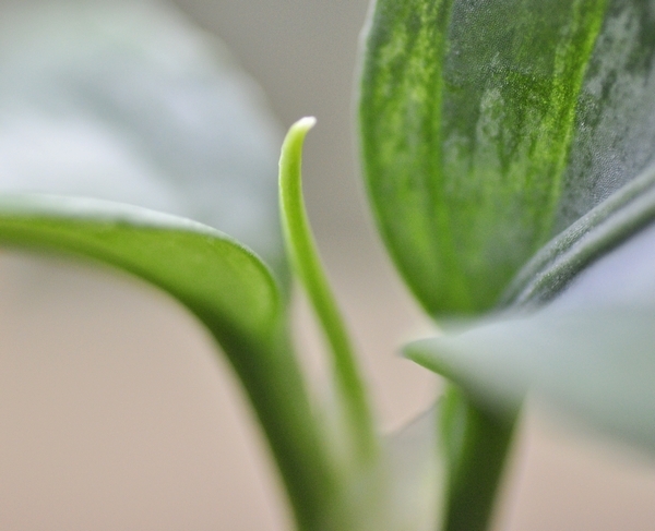 アグラオネマ ピクタム ”氷柱錦(乙)”【LA0215-4G】LA便 ネームド株 Aglaonema pictumの画像5