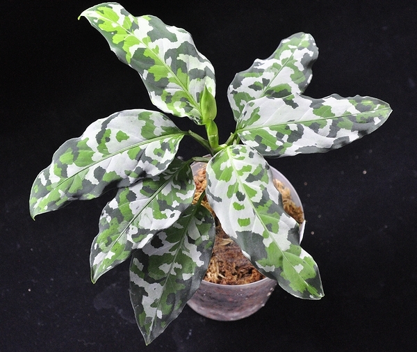 アグラオネマ ピクタム ”アンダマン” ポートブレア北部産 Aglaonema pictum _画像1