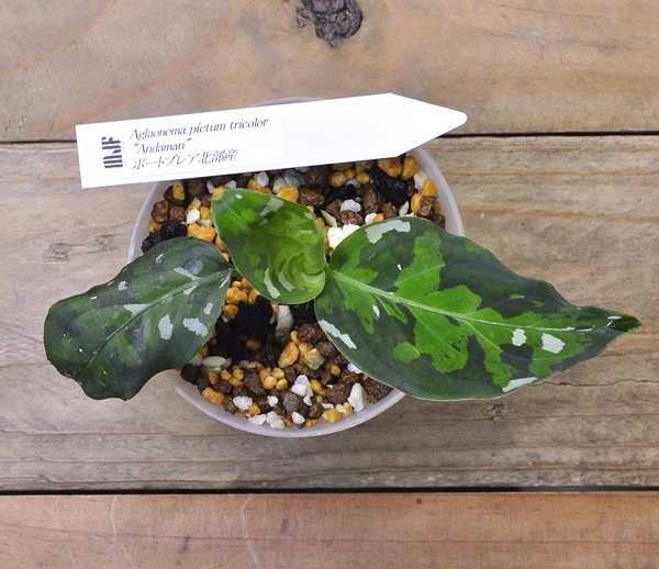 アグラオネマ ピクタム ”アンダマン” ポートブレア北部産 Aglaonema pictum _画像4