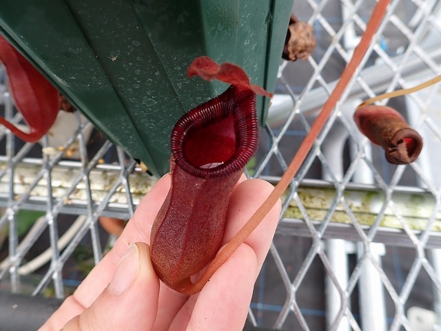 食虫植物　ネペンテス　Nepenthes lowii x ventricosa-red EP_画像3