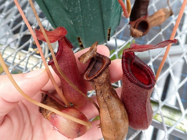 食虫植物　ネペンテス　Nepenthes lowii x ventricosa-red EP_画像1