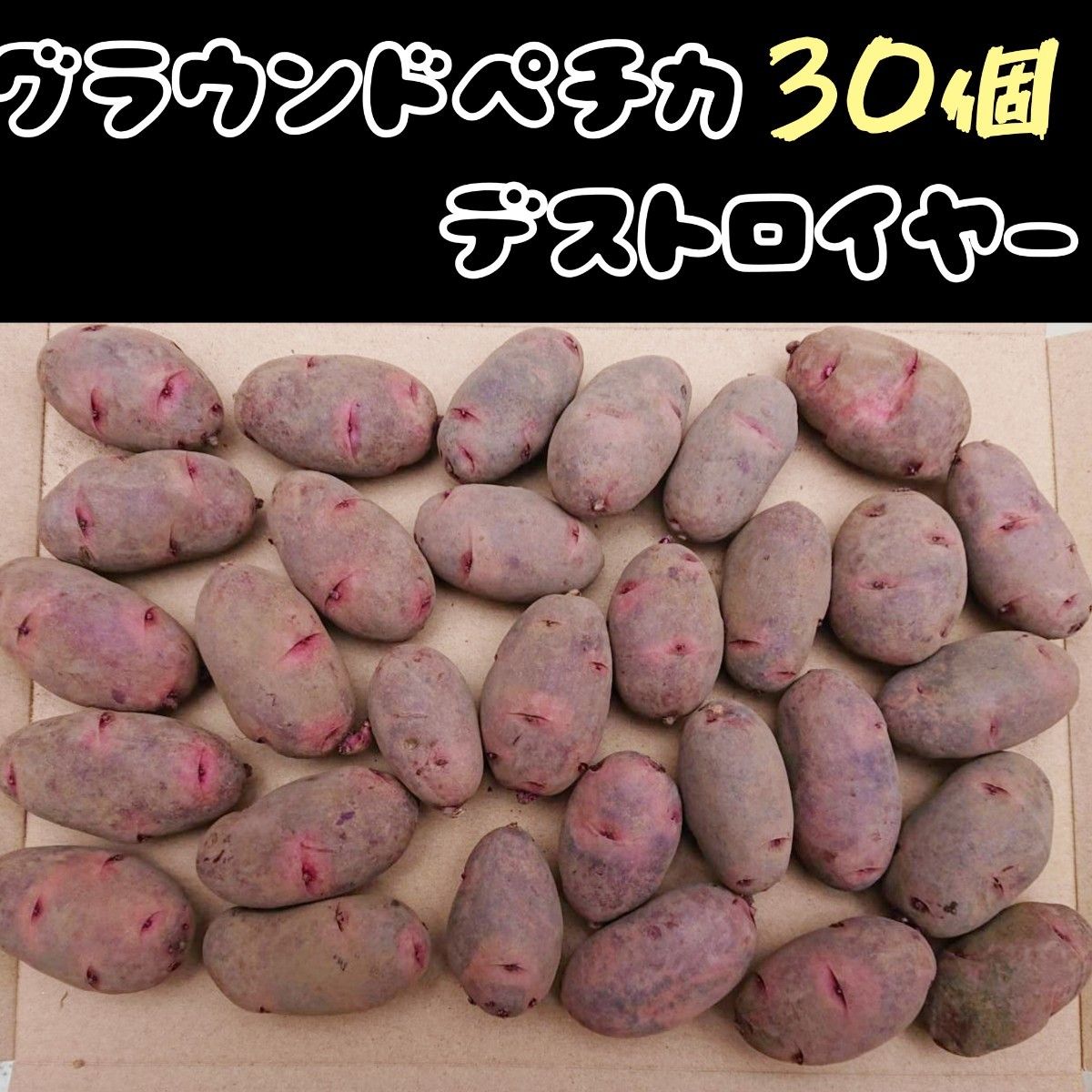 【今週までの特価】切らずに そのまま植えられる　じゃがいも 種芋　30個　グラウンドペチカ/デストロイヤー/グランドペチカ