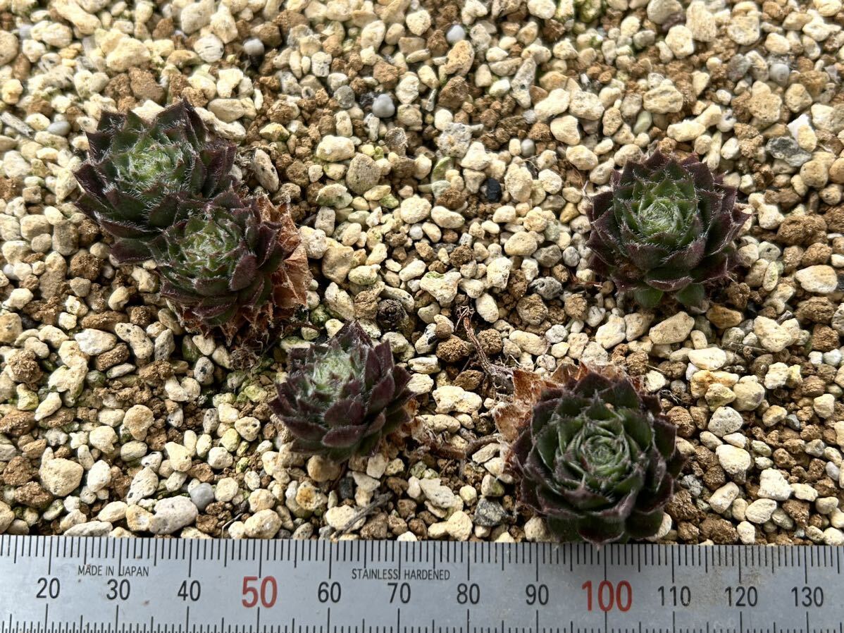 (入札前商品説明必読・入札条件あり) 限定 レア センペルビウム・カーニバル Sempervivum 観葉植物 多肉など。の画像2