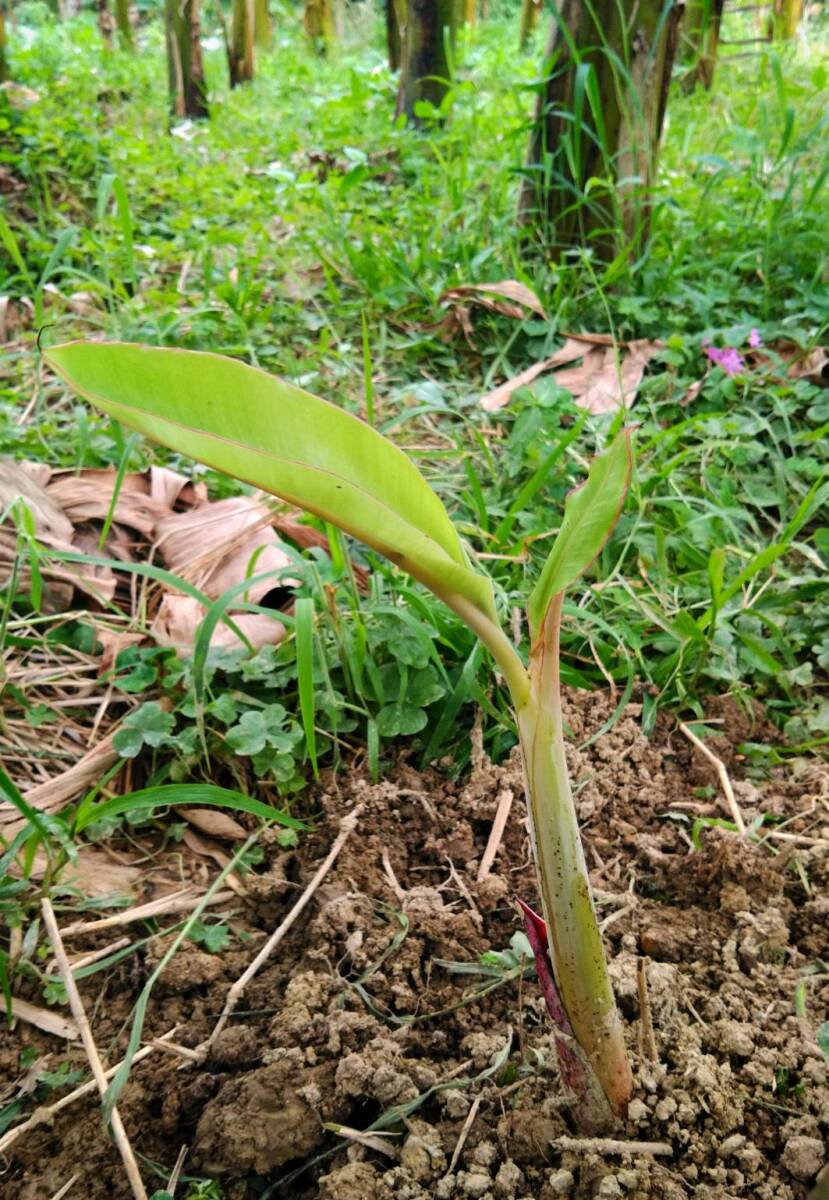 キングオブバナナ！お庭でも！ ドワーフ ナムワバナナの株分け苗