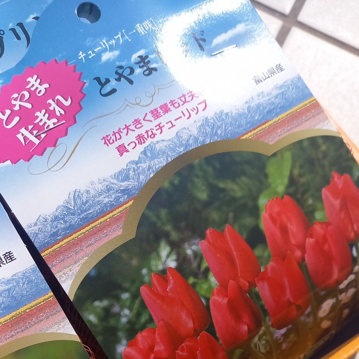 富山のチューリップ　春さいた　球根　6種類×5　30球　セット