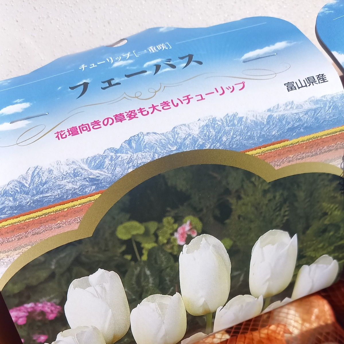 富山のチューリップ　春さいた　球根　6種類×5　30球　セット