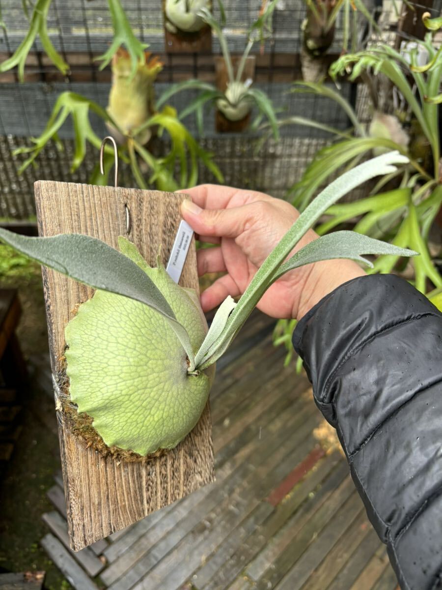 [tanuki.green.lab] staghorn fern Platycerium Bay chi-P.veitchii sanaratiii