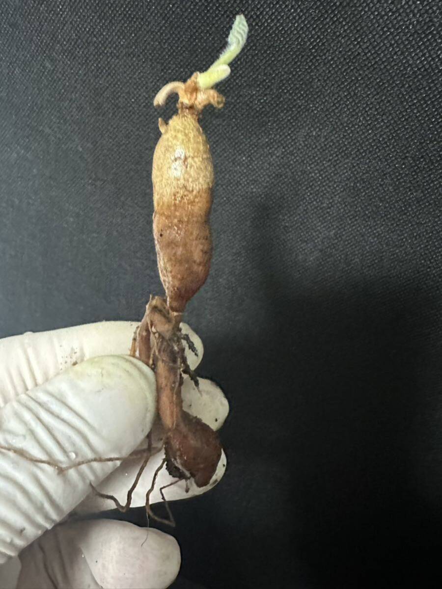 No.702 ペラルゴニウム トリステ Pelargonium triste 多肉植物 冬型 塊根 3月6日撮影_画像4
