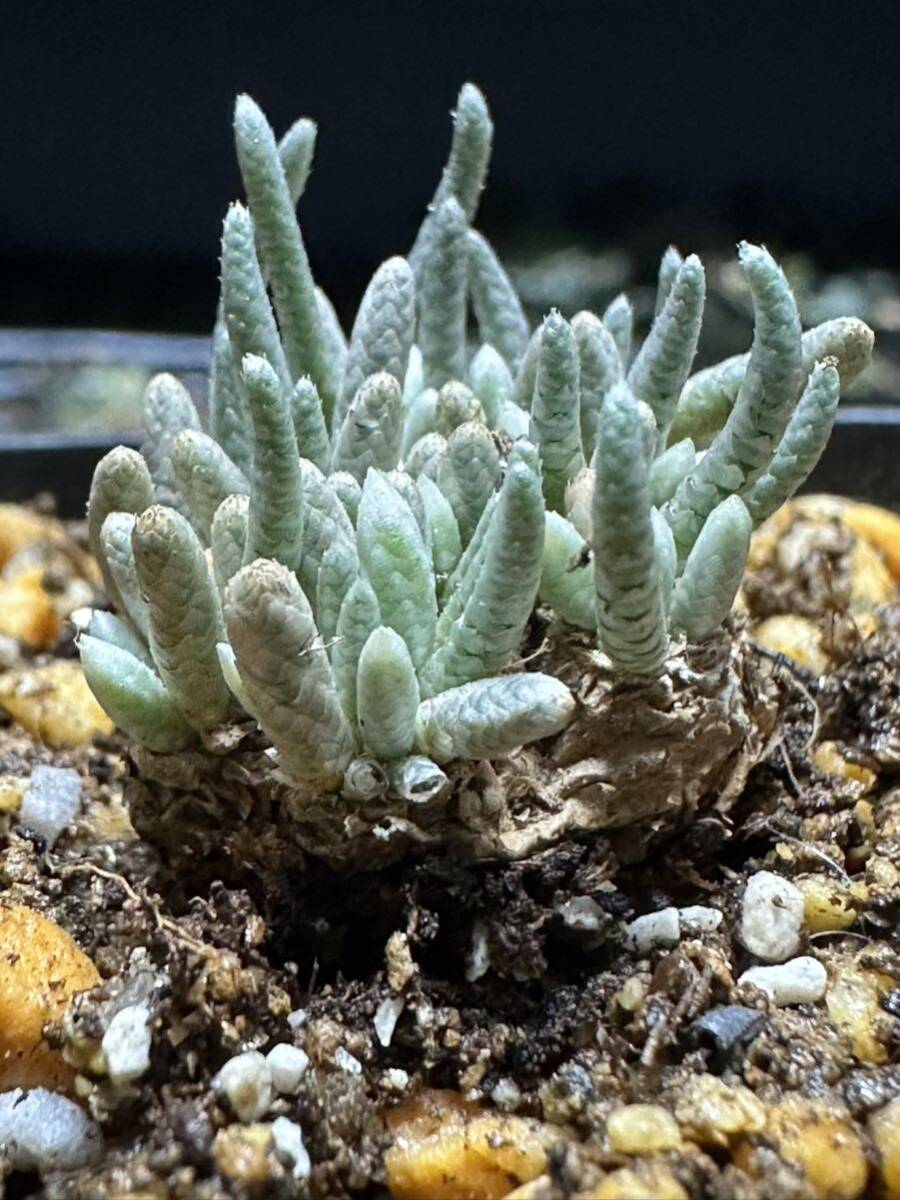 No.710 特選 Avonia　アボニア quinaria ssp. alstonii うつぼ錦 多肉植物_画像6