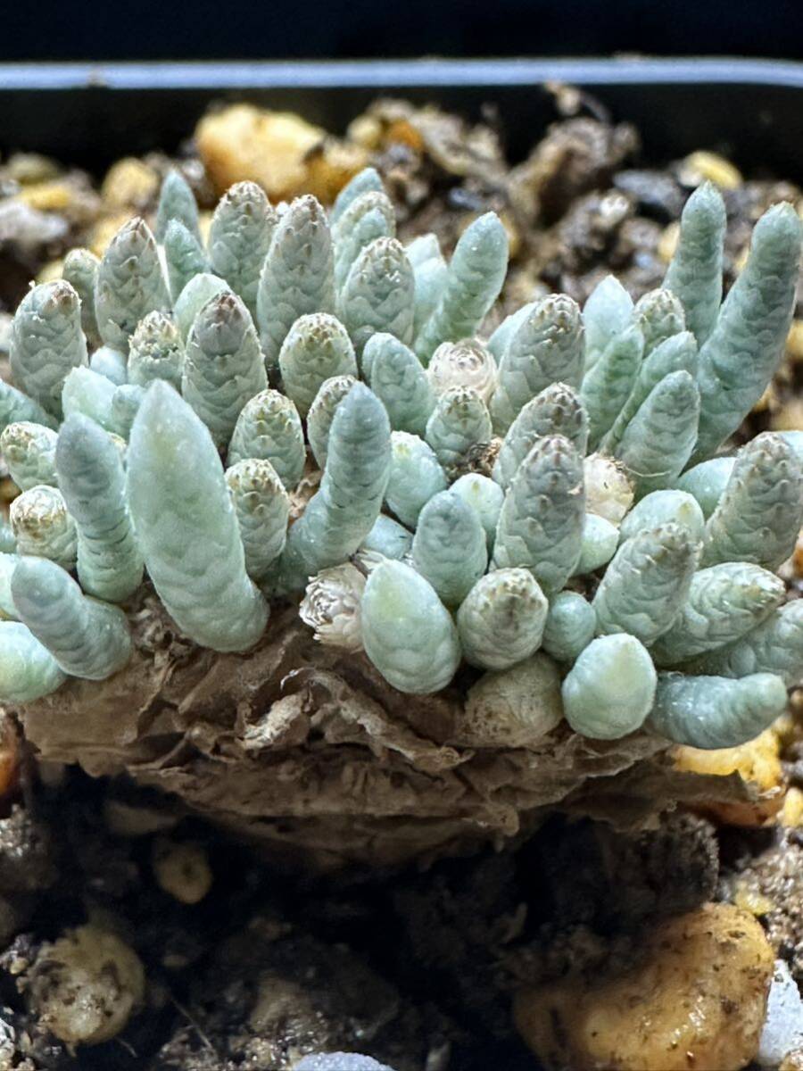 No.709 特選 Avonia　アボニア quinaria ssp. alstonii うつぼ錦 多肉植物_画像1