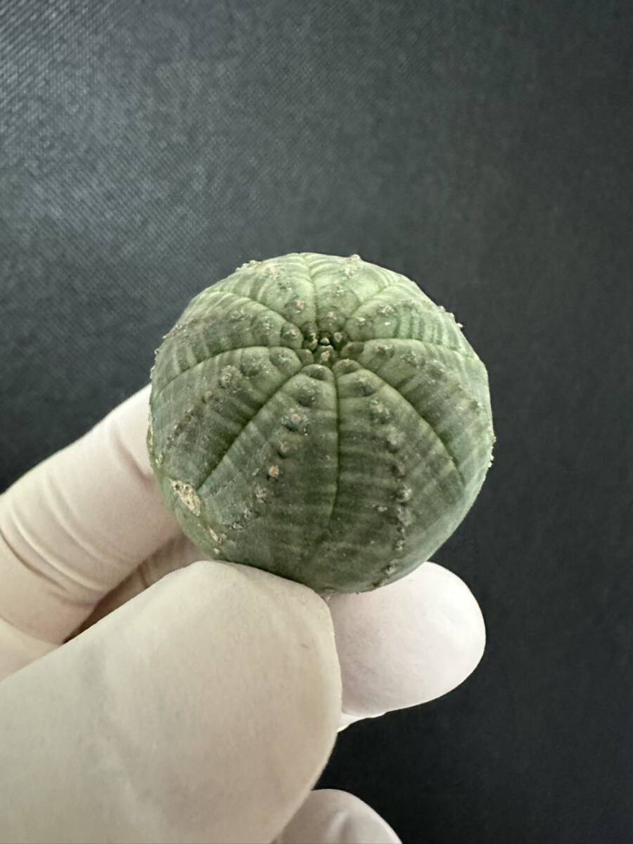 No.733ユーフォルビア オベサEuphorbia obesa 多肉植物 塊根植物 5株激稀株_画像5