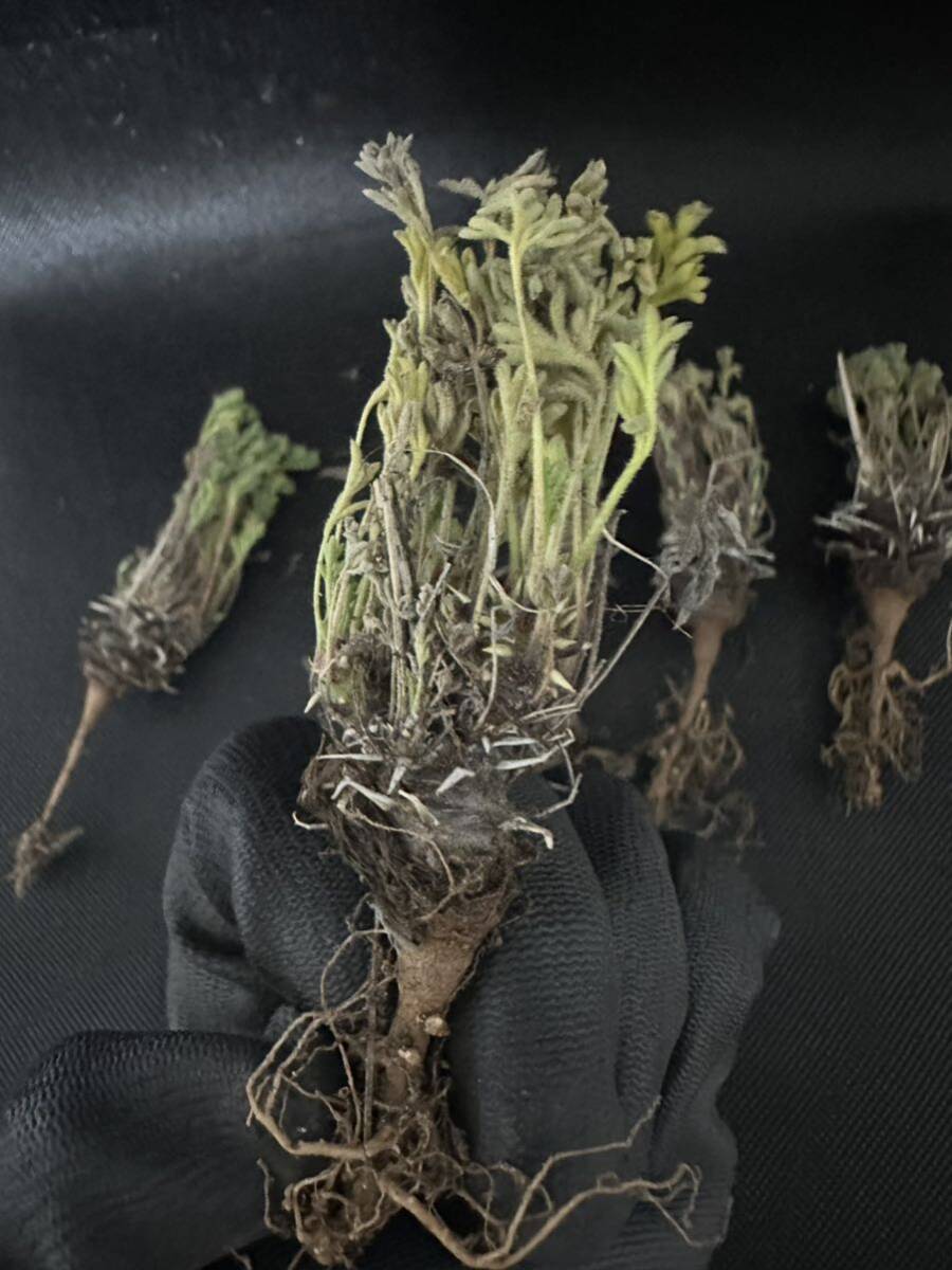No.21塊根植物 ペラルゴニウム　ヒストリックス　Pelargonium hystrix 5株セット　3月16日撮影_画像3