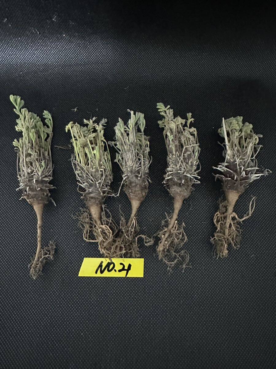 No.21塊根植物 ペラルゴニウム　ヒストリックス　Pelargonium hystrix 5株セット　3月16日撮影_画像1
