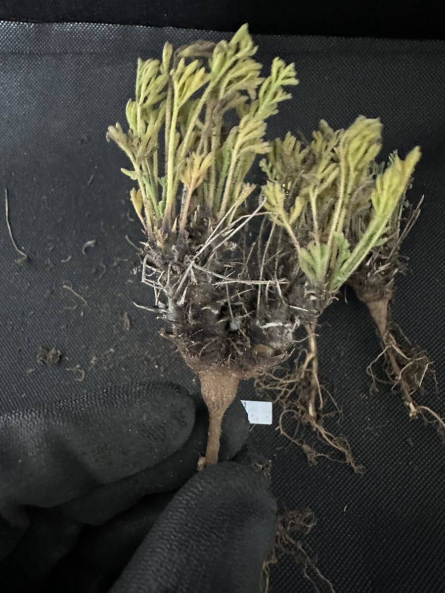 No.732塊根植物 ペラルゴニウム　ヒストリックス　Pelargonium hystrix 5株セット　3月17日撮影_画像4