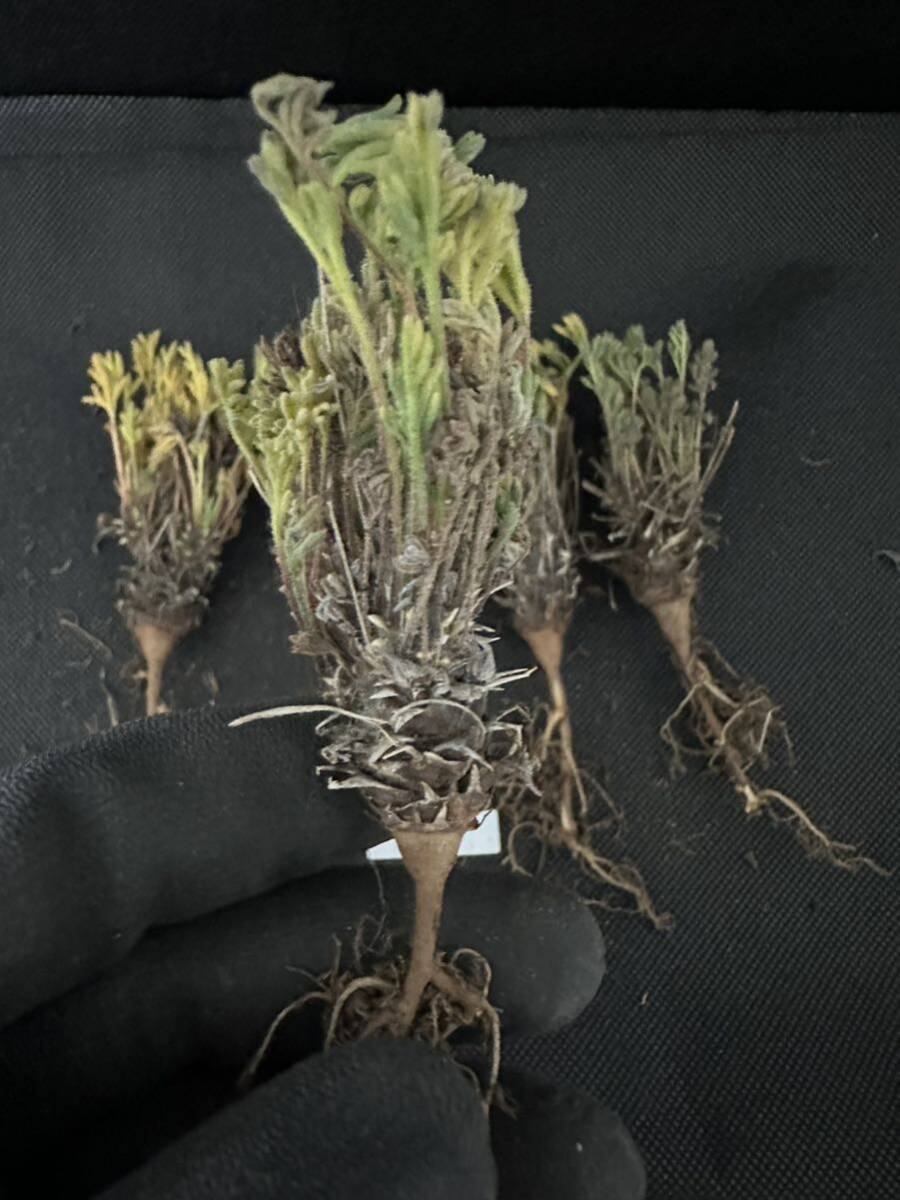 No.732塊根植物 ペラルゴニウム　ヒストリックス　Pelargonium hystrix 5株セット　3月17日撮影_画像2