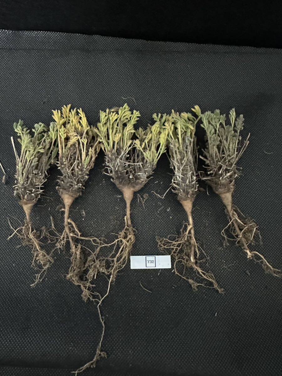 No.732塊根植物 ペラルゴニウム　ヒストリックス　Pelargonium hystrix 5株セット　3月17日撮影_画像1
