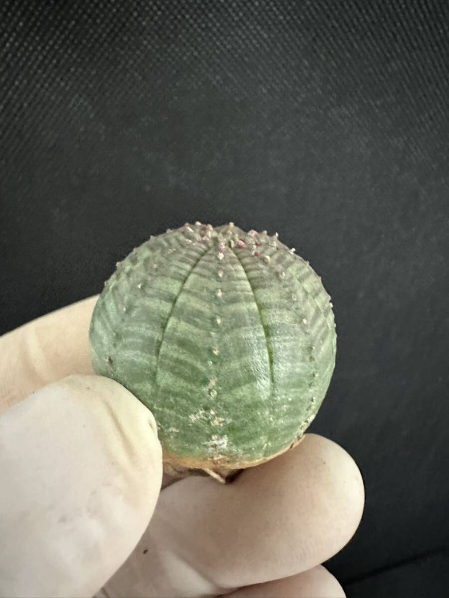 No.912 ユーフォルビア オベサEuphorbia obesa 多肉植物 塊根植物 3株激稀株 実生株_画像9