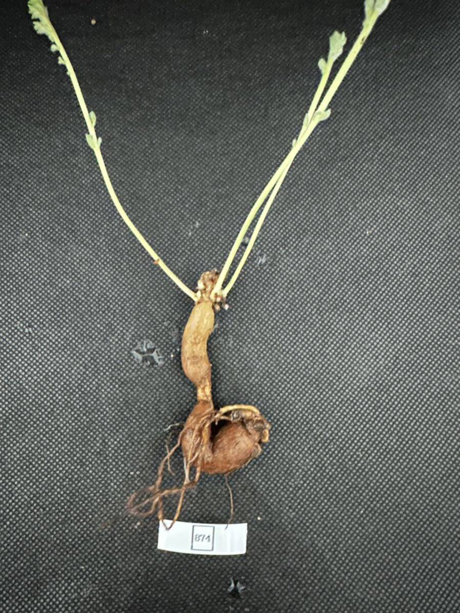 No.874 ペラルゴニウム トリステ Pelargonium triste 多肉植物 冬型 塊根 3月20日撮影の画像7