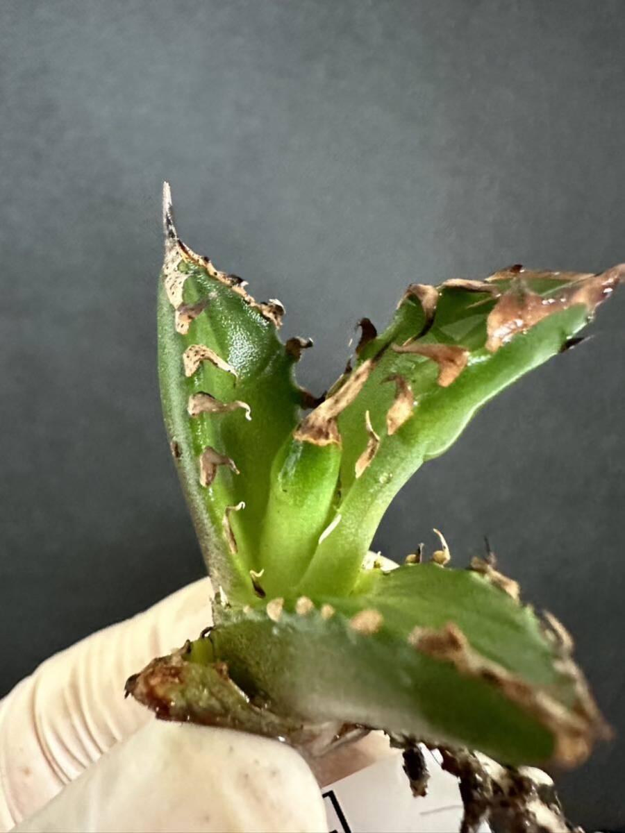 No.967 特選 Agave RedCatweazle アガベチタノタ レッドキャットウィーズル 発根管理中 の画像3