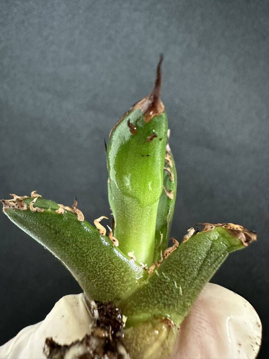 No.967 特選 Agave RedCatweazle アガベチタノタ レッドキャットウィーズル 発根管理中 の画像6