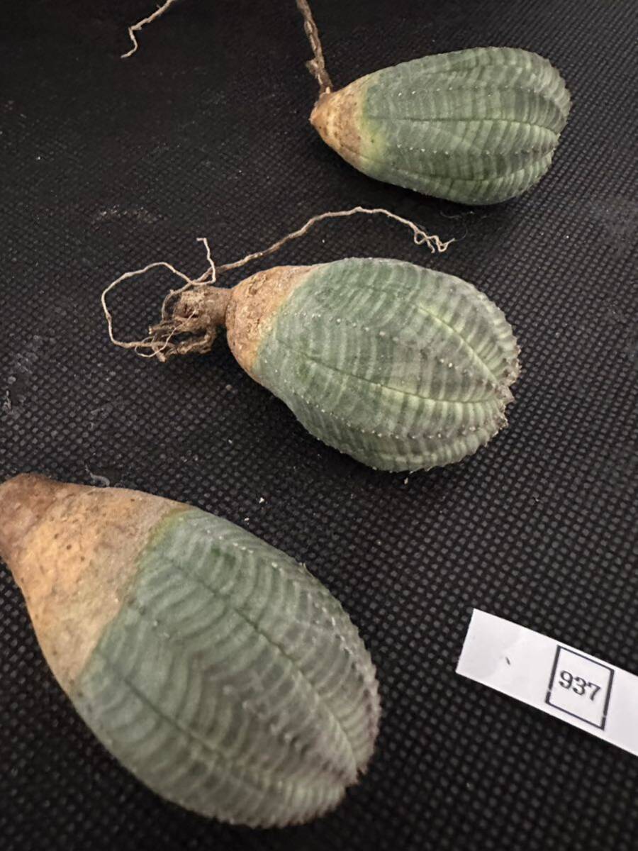 No.937 ユーフォルビア オベサEuphorbia obesa 多肉植物 塊根植物 3株激稀株 実生株の画像1