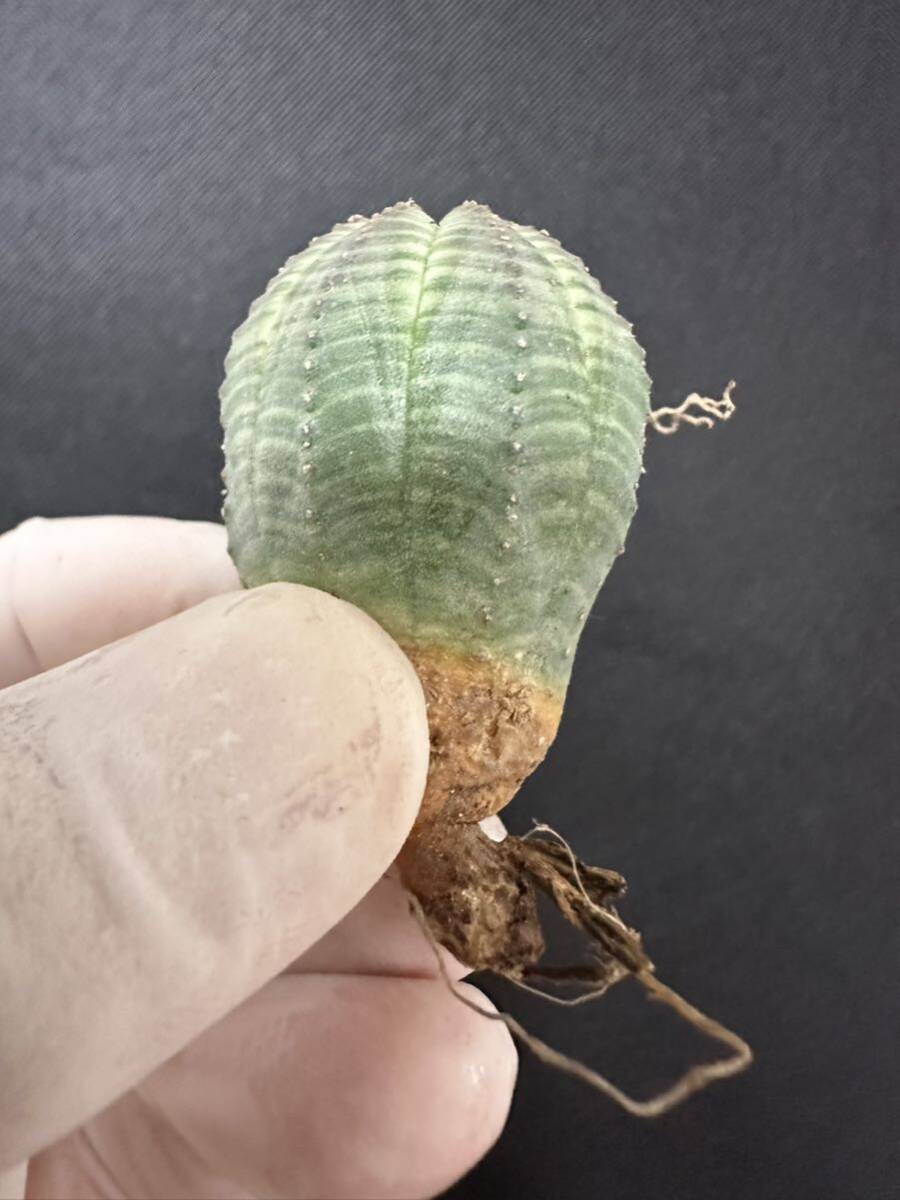 No.937 ユーフォルビア オベサEuphorbia obesa 多肉植物 塊根植物 3株激稀株 実生株の画像7