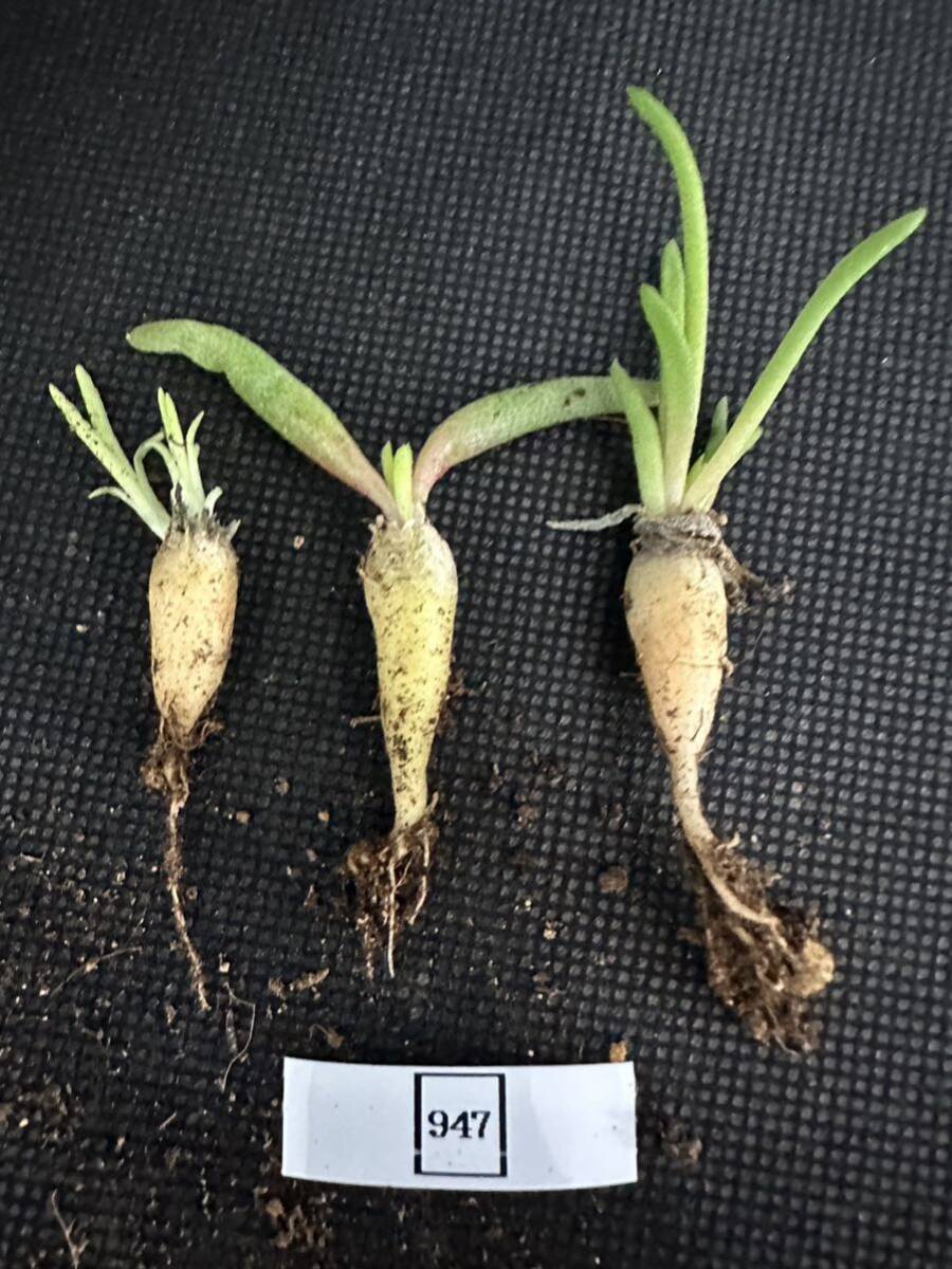 No.947 特選 多肉植物 フィロボルス　テヌイフロス　phyllobolus tenuiflorus 特選3株_画像5