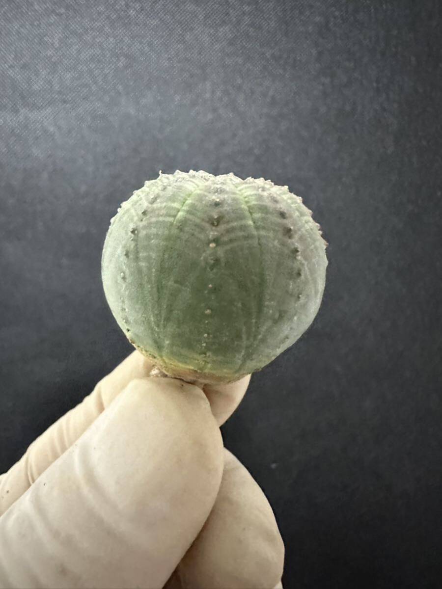 No.007 特選 ユーフォルビア オベサEuphorbia obesa 多肉植物 塊根植物 5株激稀株 実生株_画像5