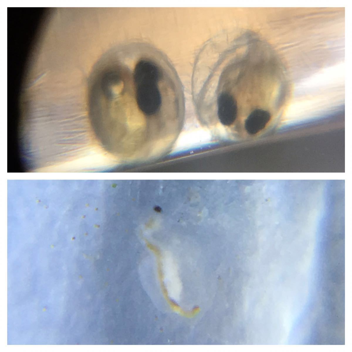 訳有 微生物 ミジンコ メダカ 生き餌 有精卵 卵 ルーペ 60倍 シロアリ ゴキブリ ライト LED 昆虫 ミドリムシ スマホ ゾウリムシ 送料無料の画像6