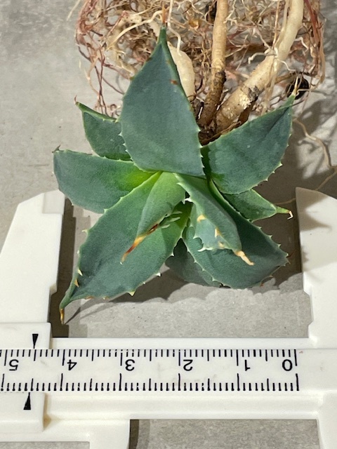 Plant■アガベ・ユタエンシス・エボリスピナ/Agave utahensis var. eborispina/W6cm■塊根植物/観葉植物/コーデックス/サボテン/多肉植物の画像9