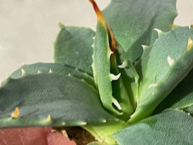 Plant■アガベ・ユタエンシス・エボリスピナ/Agave utahensis var. eborispina/W6cm■塊根植物/観葉植物/コーデックス/サボテン/多肉植物の画像5