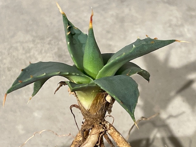 Plant■アガベ・ユタエンシス・エボリスピナ/Agave utahensis var. eborispina/W6cm■塊根植物/観葉植物/コーデックス/サボテン/多肉植物の画像2