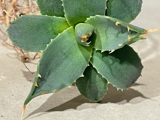 Plant■アガベ・ユタエンシス・エボリスピナ/Agave utahensis var. eborispina/W6cm■塊根植物/観葉植物/コーデックス/サボテン/多肉植物の画像4