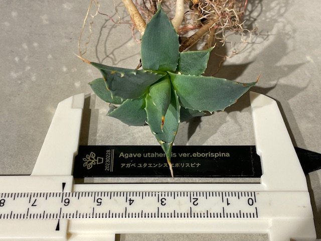 Plant■アガベ・ユタエンシス・エボリスピナ/Agave utahensis var. eborispina/W6cm■塊根植物/観葉植物/コーデックス/サボテン/多肉植物の画像10