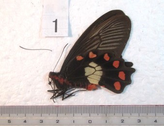 蝶三角紙標本 Seramの蝶 ① インドネシア産 1♂ の画像1