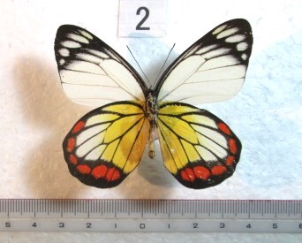 蝶標本 ベニモンシロチョウ ② フィリピン産 1♂の画像1