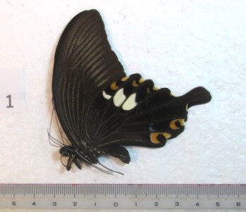 蝶三角紙標本 S.Sulawesiの蝶 ① 1ex の画像1
