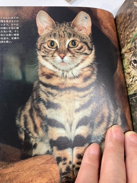 （ユーズド本）かわいすぎる小さな野生ネコの図鑑 今泉 忠明 (監修)　赤ちゃん猫　スナネコ　マヌルネコ　クロアシネコ　野生猫　　_画像6