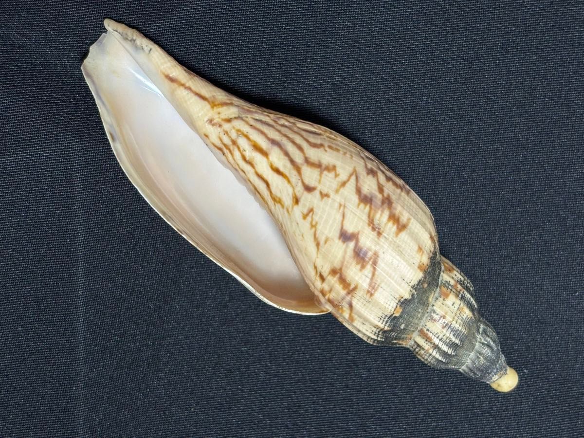 貝殻標本　イトマキヒタチオビガイ　巻貝