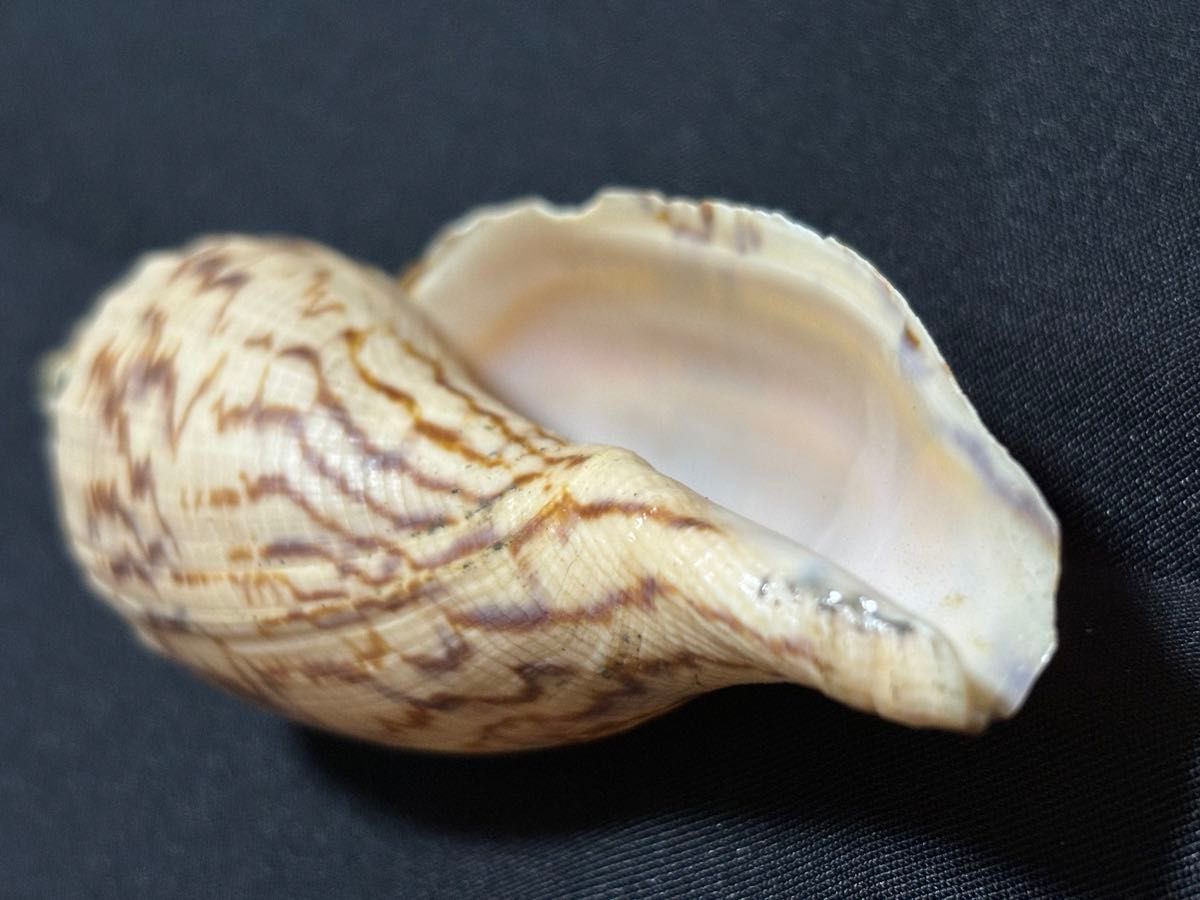 貝殻標本　イトマキヒタチオビガイ　巻貝