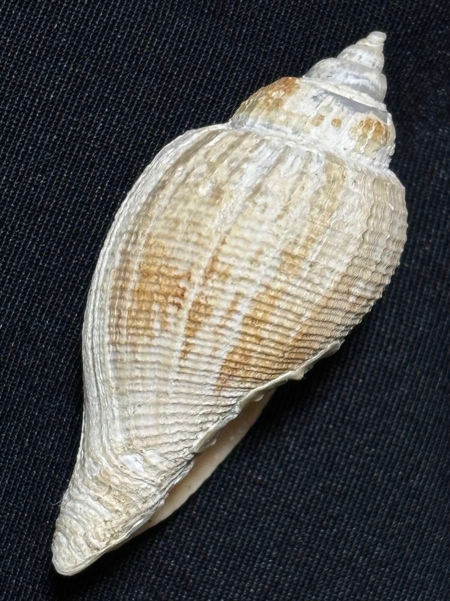 貝殻標本　オキナフデボラ