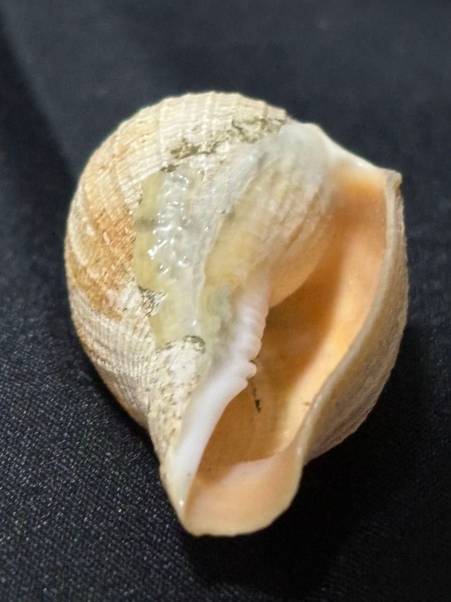貝殻標本　オキナフデボラ