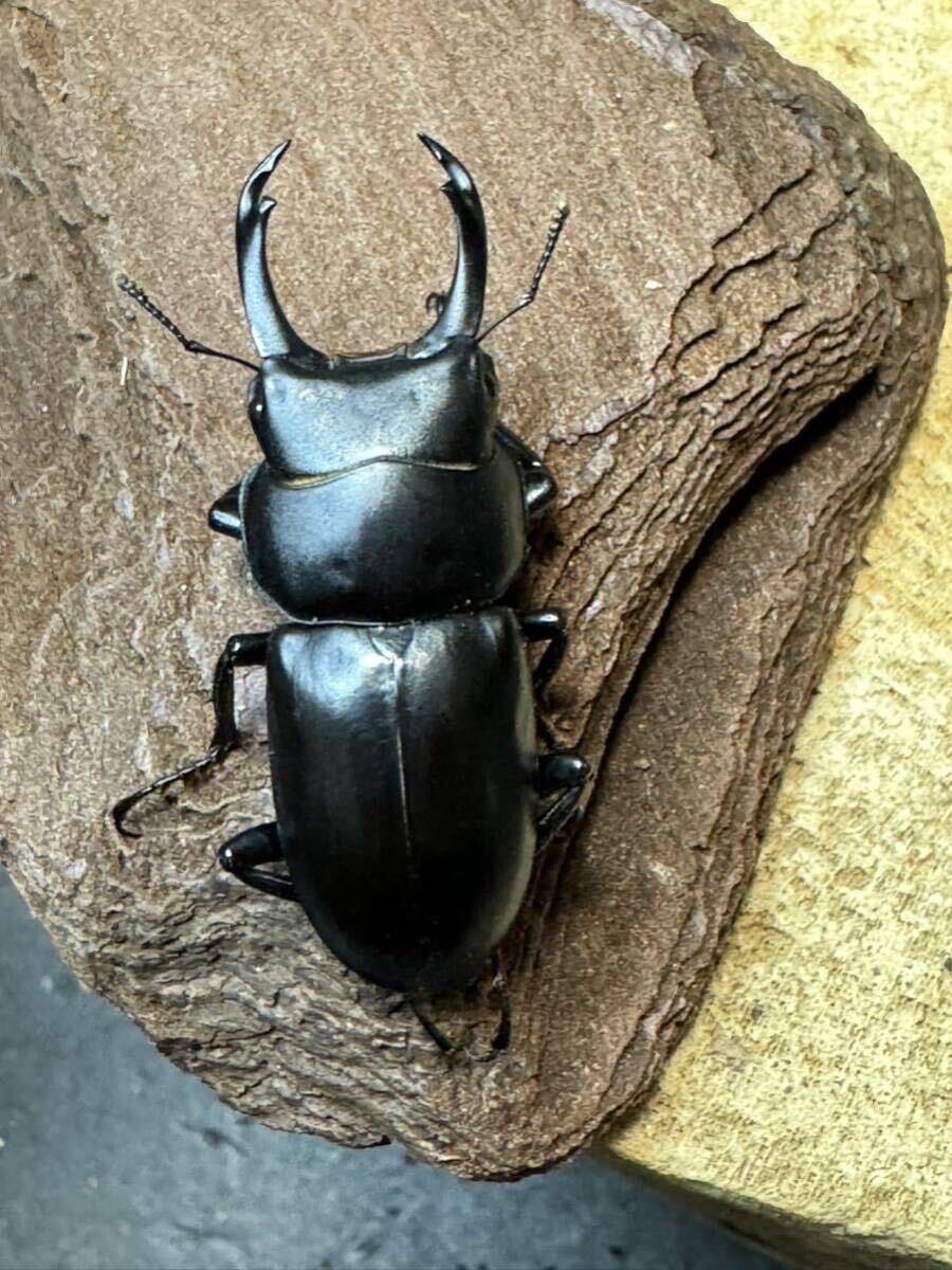 ウーコクワガタ　Dorcus wui ♂♀ペア　即ブリ　3/30土曜日発送限定です。　_画像1