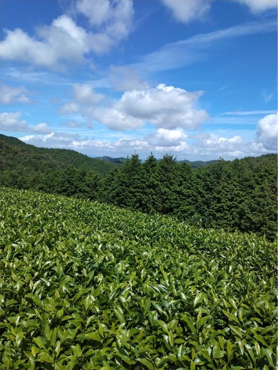 【農家直売】宇治茶 2023年 ほうじ茶
