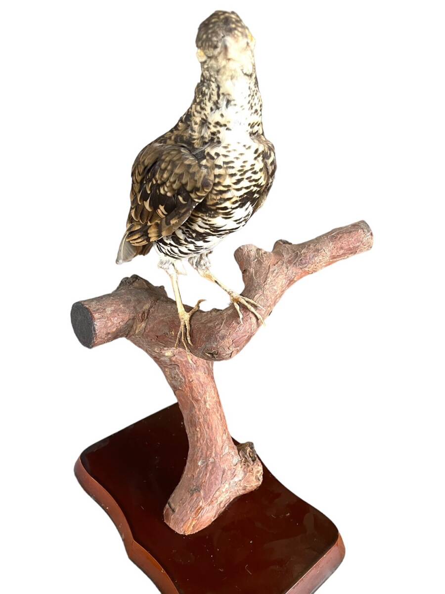 鳥 剥製 置物 トラツグミ とり 剥製 置物 オブジェ 台座 鳥 剥製 置物 トラツグミ とり 剥製 置物 オブジェ 台座