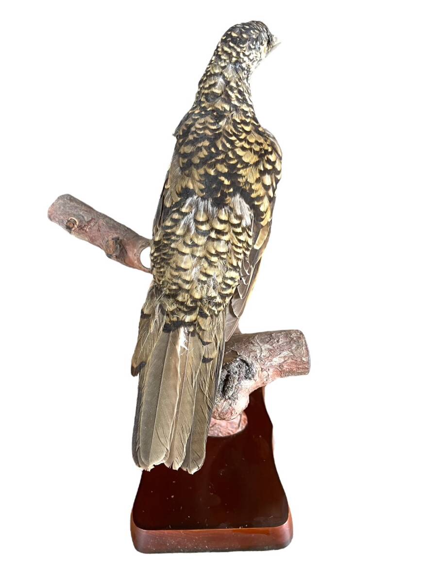 鳥 剥製 置物 トラツグミ とり 剥製 置物 オブジェ 台座 鳥 剥製 置物 トラツグミ とり 剥製 置物 オブジェ 台座