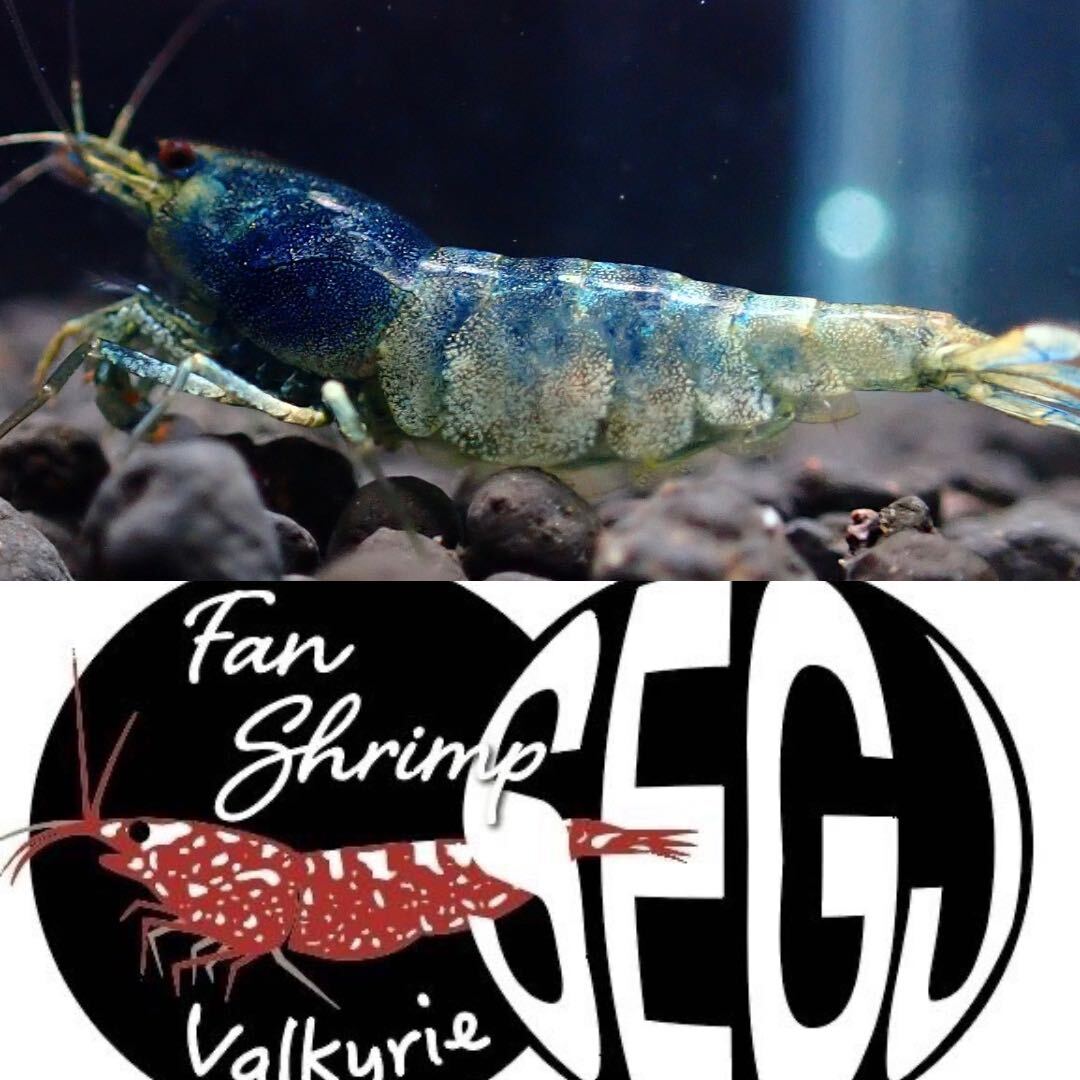 [. egg individual ]fan-shrimp..1 pcs No.Ⅰ/18mm degree / pictured individual / metal turquoise selection another out Veraus-shrimp